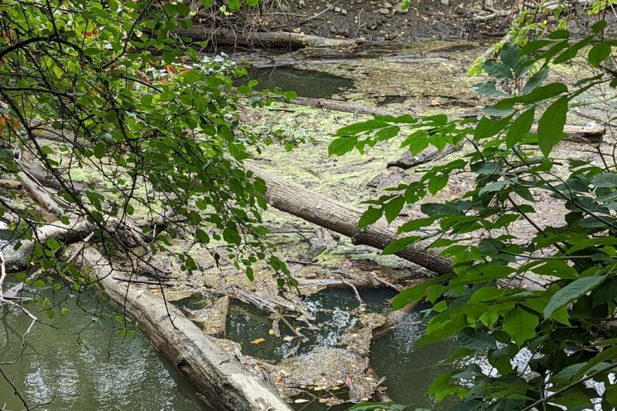 "Jermain Park Pond After" Photo provided by Jeff MacKenzie