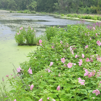 A photo of a lake at Manhattan Marsh Preserve Metropark with pink flowers.