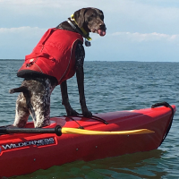 Nelli the dog hitches a ride on a kayak!