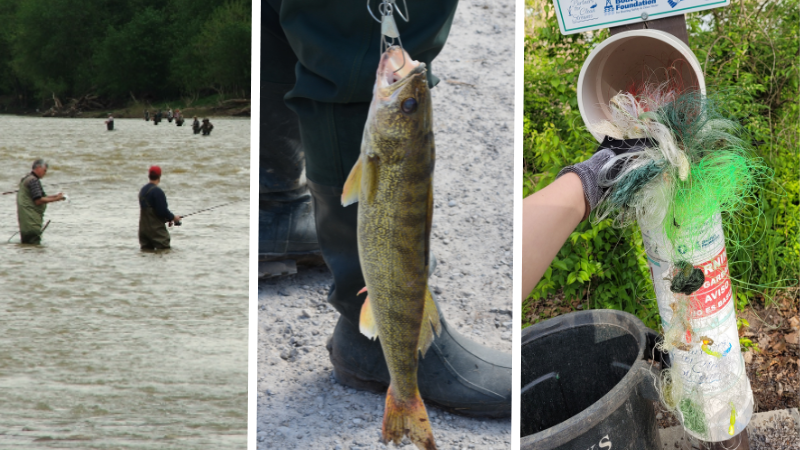 Three images side-by-side. From left: anglers participating in the Walleye Run. A walleye fish caught on a line. A tangle of fishing line removed from a Partners for Clean Streams recycling bin.