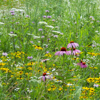 A lawn of native, pollinator-friendly flowers.