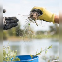 Volunteers from BGSU put tangled fishing line into a bucket to be recycled.