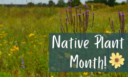 NativePlantMonthCur