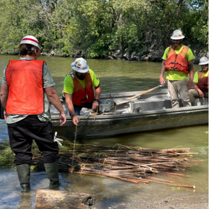 In summer 2021, a MAAC team harvests willows for a habitat remediation project.