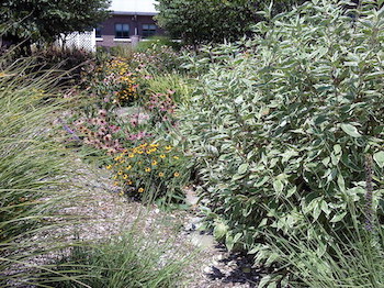 Lucas SWCD Rain Garden