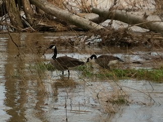 goose during floodingshrunk